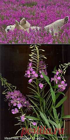 Иван-чай или Кипрей. Рецепты, применение, полезные свойства, заготовка, сушка…