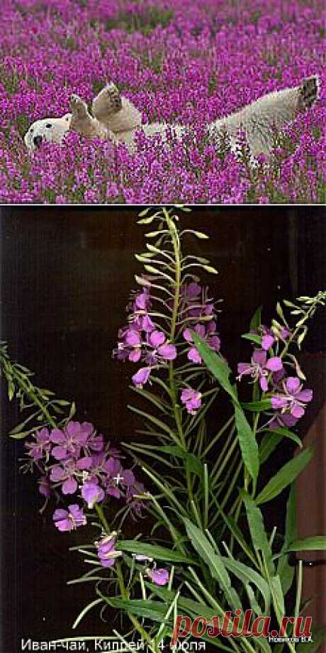Иван-чай или Кипрей. Рецепты, применение, полезные свойства, заготовка, сушка…