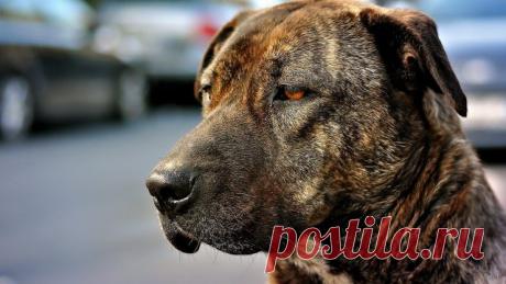 Дог (31 фото)