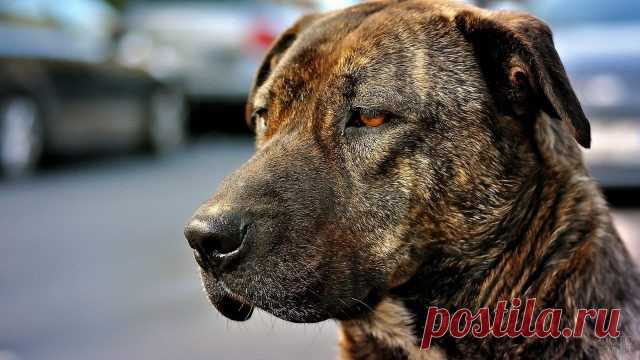 Дог (31 фото)