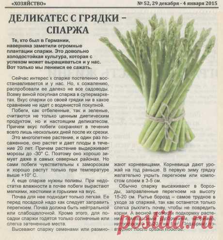 Спаржа - деликатес с грядки