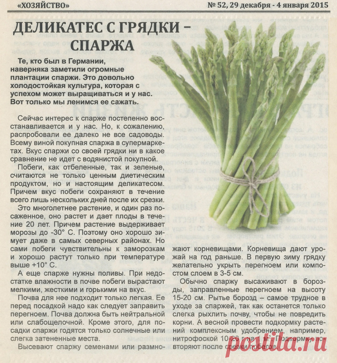 Спаржа - деликатес с грядки