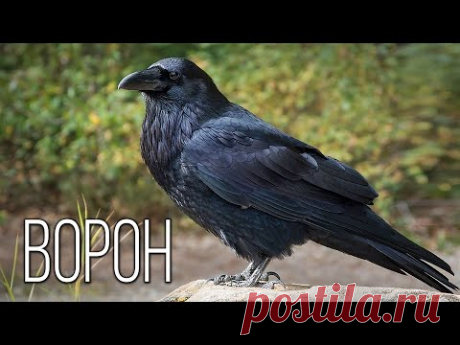 Ворон: Темный ум природы | Интересные факты про воронов