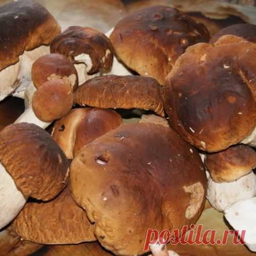 Грибы квашеные.