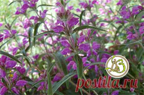 Зопник — полезные свойства и применение чудо-растения! Обычная трава, растущая на лугах и степях, кажется нам просто сорняком или красивым растением. Но каждый вид имеет уникальные целебные св..