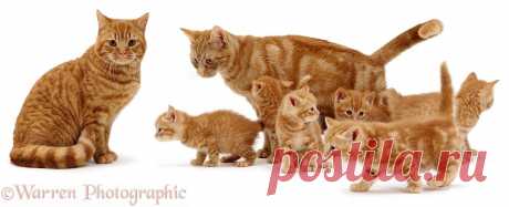 Family of ginger cats photo - WP00334