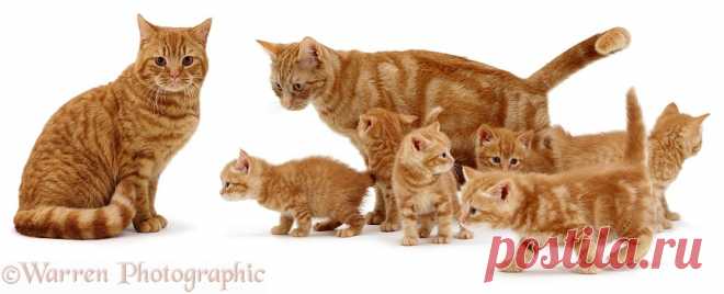 Family of ginger cats photo - WP00334