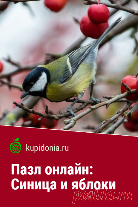 Пазл онлайн: Синица и яблоки. Красивый пазл онлайн с синицей из серии «Птицы». Собирай пазлы на сайте!