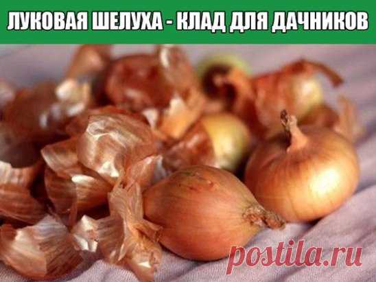 ЛУКОВАЯ ШЕЛУХА - КЛАД ДЛЯ ДАЧНИКОВ
 
Луковая шелуха для огурцов
 
Как только заметите малейшее пожелтение листьев огурцов, возьмите две пригоршни луковой шелухи, положите в эмалированную 10-литровую посуду, налейте доверху воды и прокипятите 5 мин. Сняв отвар с огня, дайте ему настояться, затем процедите.
 
На ведро воды возьмите 2 л отвара. Обработайте из опрыскивателя или из лейки листья огурцов. Только делайте это утром. Оставшаяся после процеживания шелуха — отличная мульча.
 
При зараже