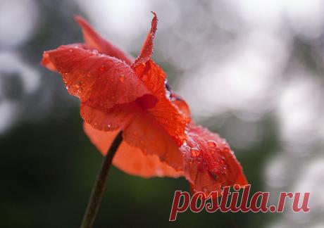 35PHOTO - Антонина - Как губы, полные соблазна и отрав...