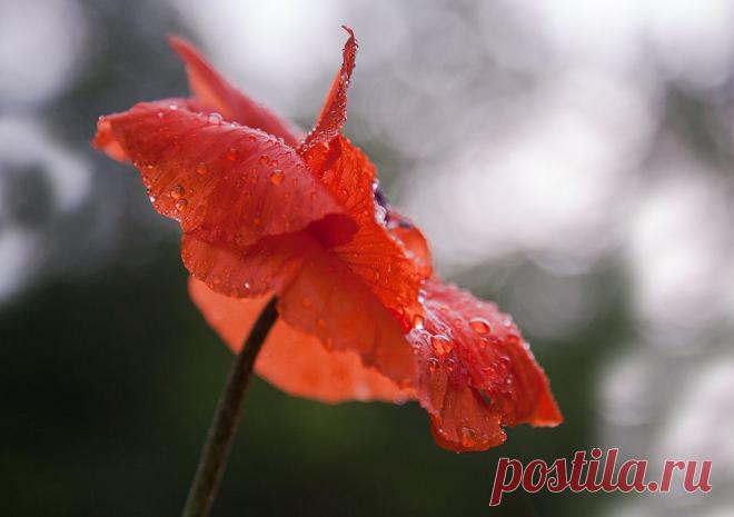 35PHOTO - Антонина - Как губы, полные соблазна и отрав...