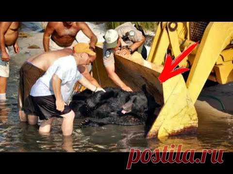 Косолапый тонул и 