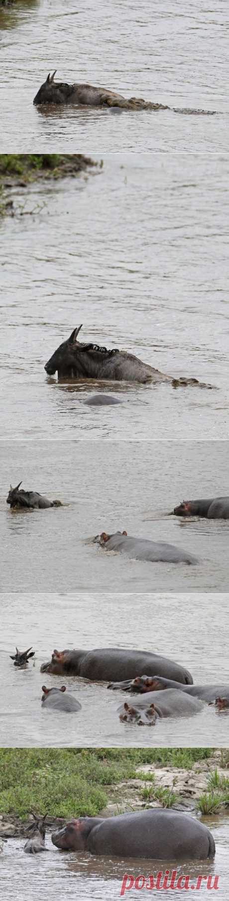 Бегемот спасает антилопу | Уши, лапы, хвост