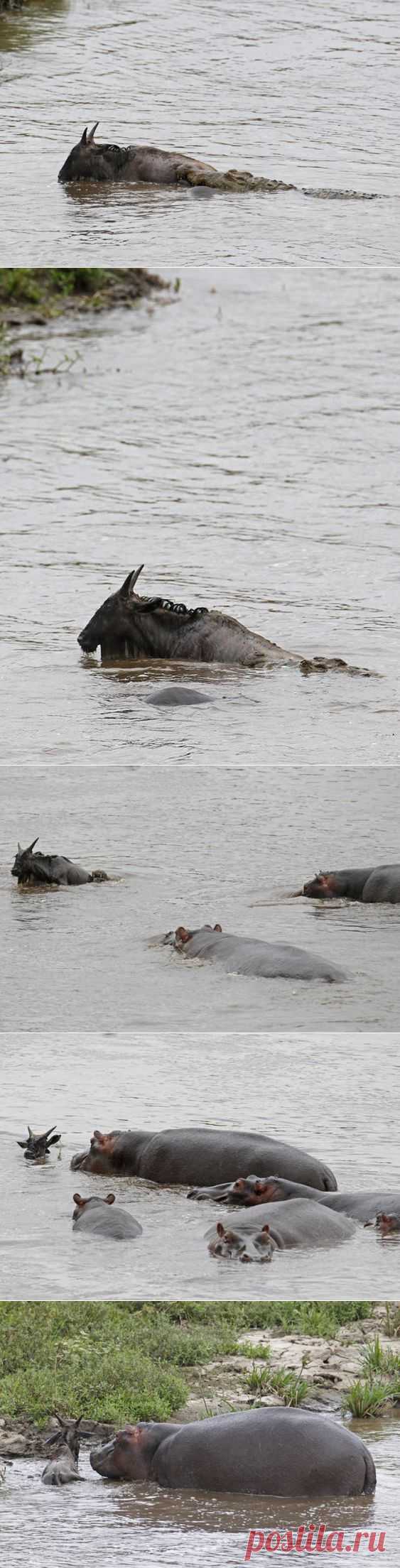 Бегемот спасает антилопу | Уши, лапы, хвост