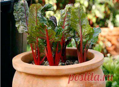 Мангольд заготовка на зиму - Времена года