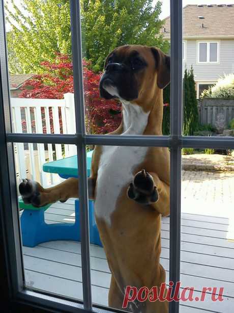 10+ смешных фото животных, которым позарез нужно попасть в дом. Ридус