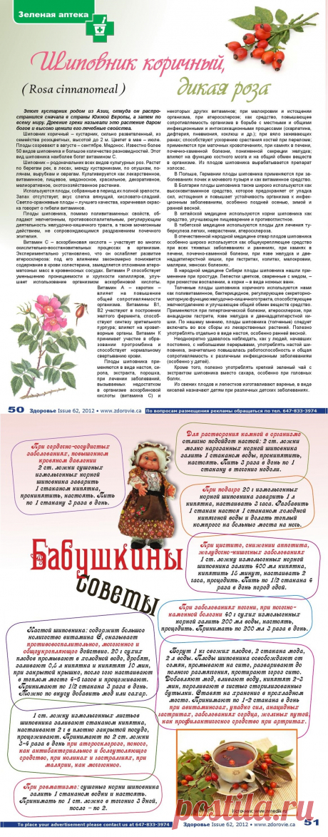 Шиповник коричный, дикая роза