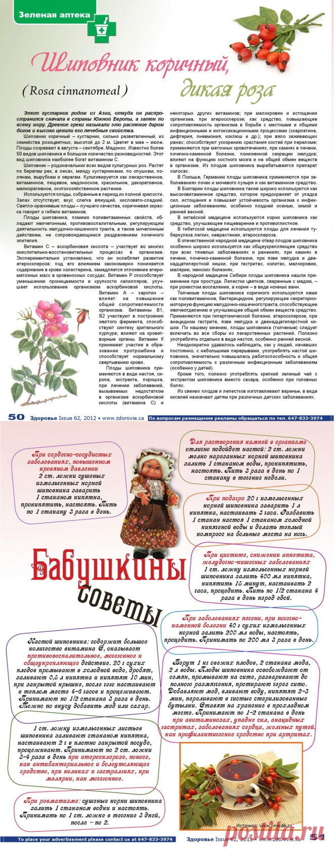 Шиповник коричный, дикая роза
