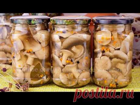 🍄Маринованные лесные грибы - Рядовка дымчатая или Говорушка дымчато-серая на зиму 🍁🍂