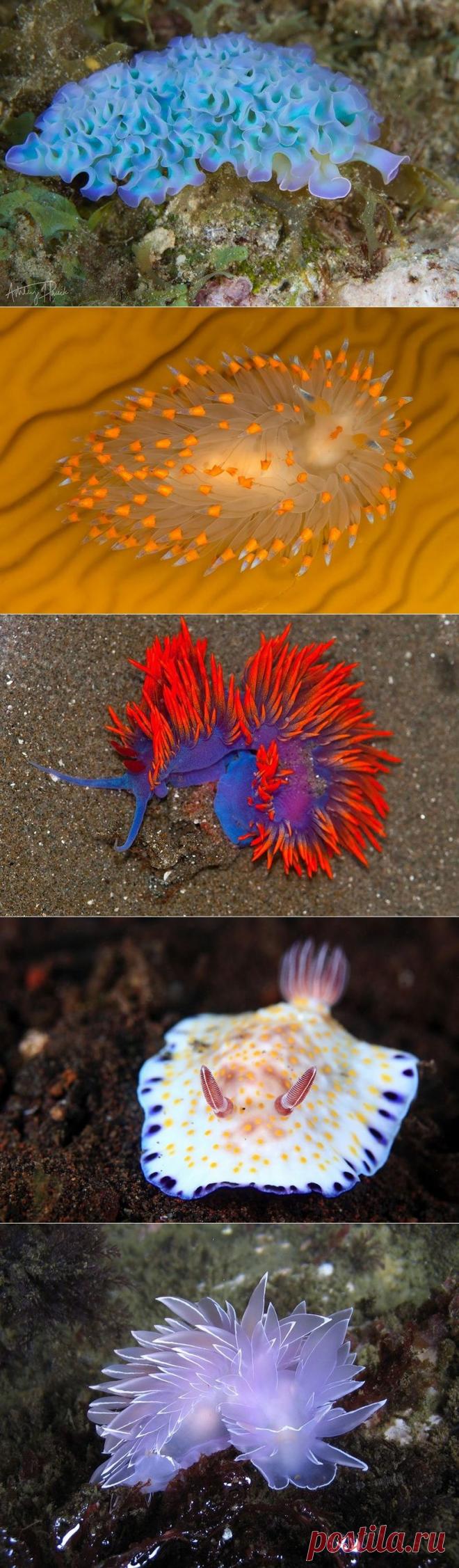 Потрясающая красота морских моллюсков - Всё самое красивое и интересное
