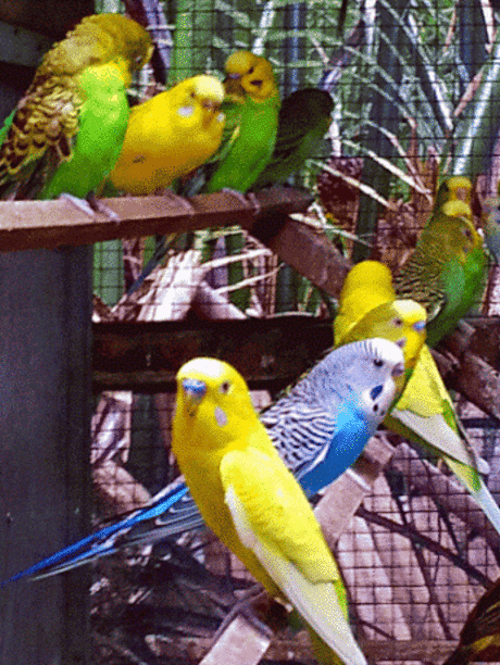 GiF WORLD – Animals – Сообщество – Google+