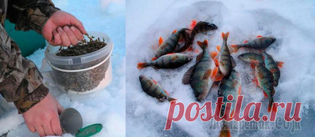 Прикормка для окуня зимой, своими руками