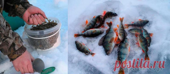 Прикормка для окуня зимой, своими руками