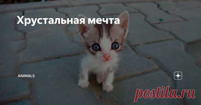 Хрустальная мечта Статья автора «Animals» в Дзене ✍: Дима неуверенно посмотрел на котенка - очень худой, грязный, с тощим облезлым хвостиком. Не таким представлял он себе Басю.
