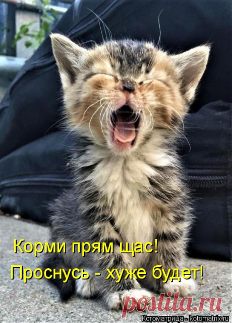 Котоматрица: Свежак