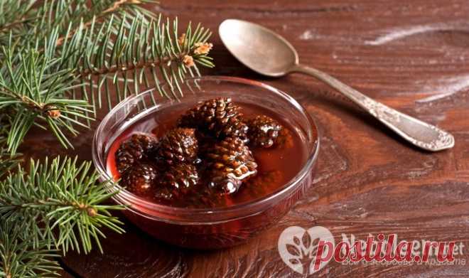 Лечение сосновыми шишками: 4 народных рецепта