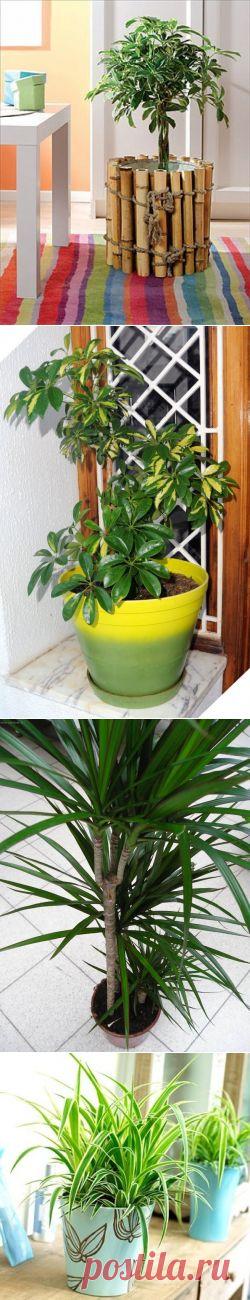 Комнатные растения, очищающие воздух | Хвастунишка