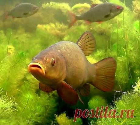 «Соска» - простой способ сделать суперснасть для донной ловли | Рыбалка для людей | Яндекс Дзен