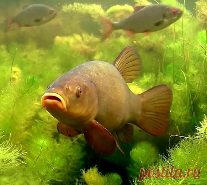 «Соска» - простой способ сделать суперснасть для донной ловли | Рыбалка для людей | Яндекс Дзен