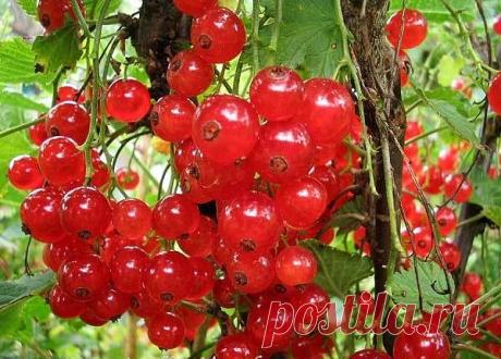 Красная смородина предупреждает инфаркт и устраняет тромбы.
 
Менее популярная, в отличие от своей «черной» сестры, красная смородина - это настоящий кладезь редких полезных веществ, которые могут помочь человеку при болезнях сердца и крови.
 
В ягодах красной смородины содержится 4—11 % Сахаров (преимущественно глюкоза и фруктоза), 2—4 % органических кислот (больше всего лимонной), дубильные, пектиновые и красящие вещества, фенольные соединения, минеральные соли, витамины...