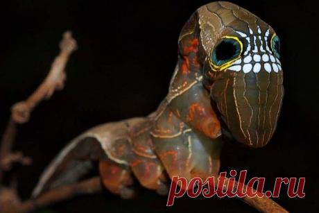 Бабушка, а почему у тебя такие большие глаза? | Планетяне | Дзен