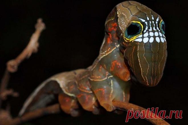 Бабушка, а почему у тебя такие большие глаза? | Планетяне | Дзен