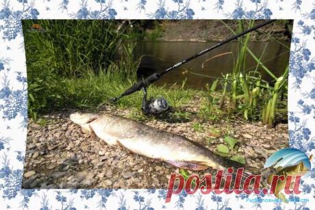 Ловля щуки летом на спиннинг