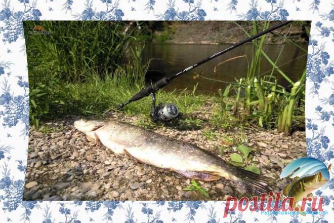 Ловля щуки летом на спиннинг