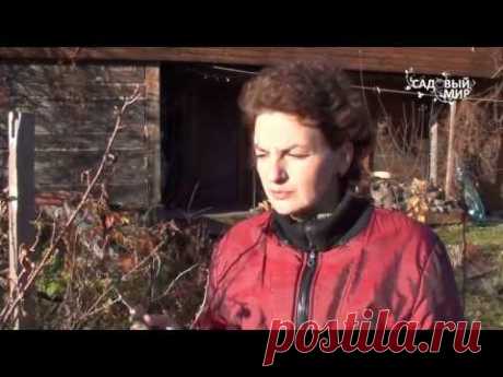 Обрезка смородины. Сайт "Садовый мир"