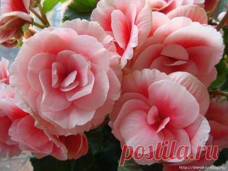 Дневник Montileda