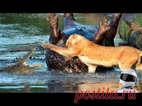 10 СУМАСШЕДШИХ БИТВ ЖИВОТНЫХ СНЯТЫХ НА КАМЕРУ / часть 4