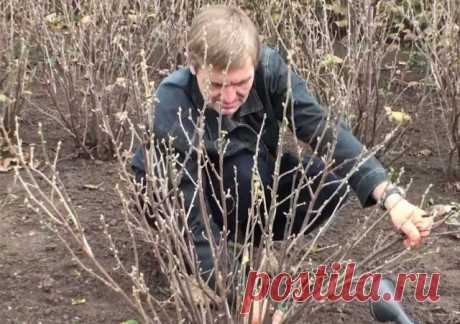 ПРО ВЕСЕННИЙ УХОД ЗА ЧЕРНОЙ СМОРОДИНОЙ | 6 соток