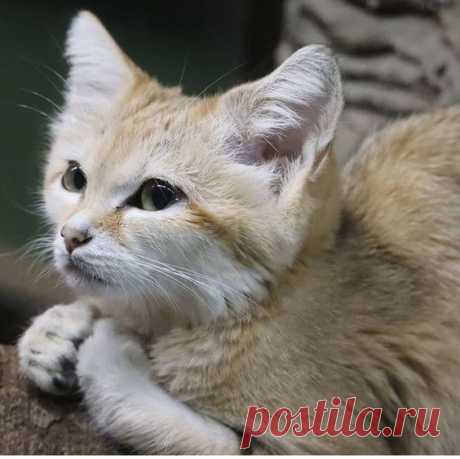 Sandcat