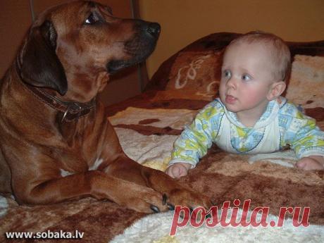 Собаки няни-фото