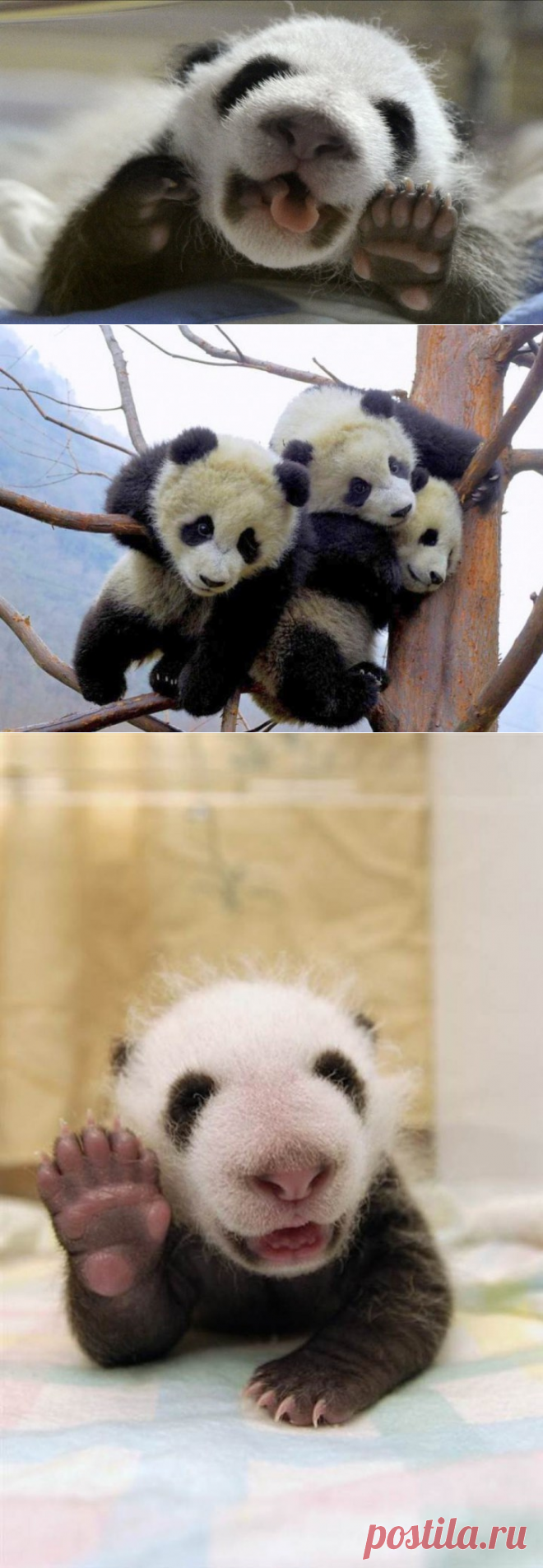 Маленькие панды, которых только трогать и трогать


На них невозможно смотреть без умиления и тем более невозможно сдержать желание их потискать и посюсюкаться с ними. Жаль, что панды не могут быть домашними животными, иначе наверняка они бы уже давно составили неравноценную конкуренцию нашим любимым кошкам и даже собакам.
