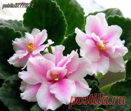 Секреты пересадки фиалок!