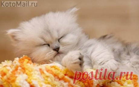 И этим всё сказано