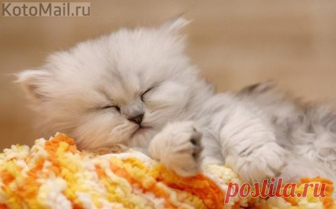 И этим всё сказано