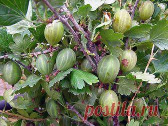 РАЗМНОЖАЕМ КРЫЖОВНИК ПО-НОВОМУ | 6 соток