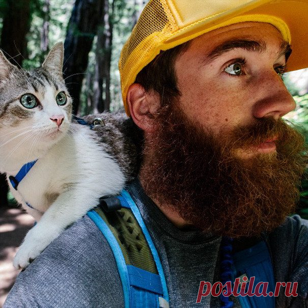 В поход с кошками / Питомцы